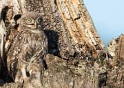Steinkautz - Little Owl (Athene noctua)